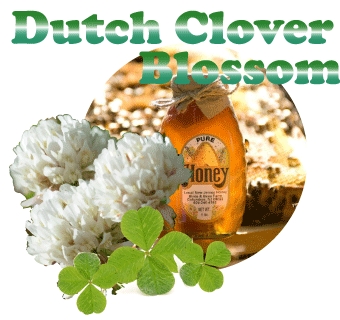 Dutch Clover Blossom Honey · 5 lb. Plastic